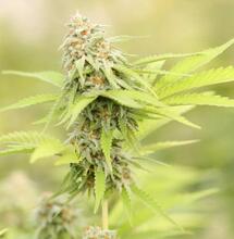 Cheese - legendární odrůda konopí