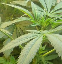 Les principaux arguments en faveur de la légalisation