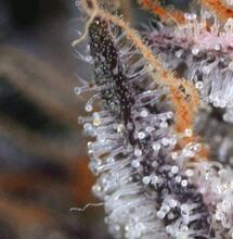 Lemon Zkittle: creando genéticas ganadoras de copas