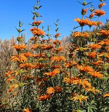 Leonotis leonurus. Dzika dagga z afrykańskiej tradycji i współczesnej fitoterapii