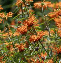 L’autre plante du mois : Leonotis leonurus 