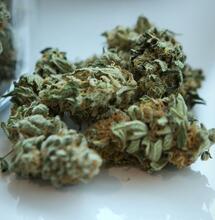 Léčebné a „běžné“ konopí – jak se liší?