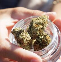 Léčebné konopí v roce 2022: Posun vpřed i nové bariéry