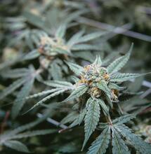 Léčebné konopí – USA vs. ČR