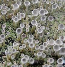 L’autre plante du mois : lichens, un lien entre deux règnes