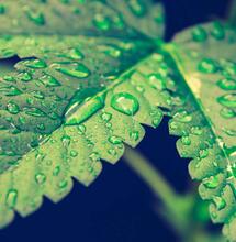 Listová výživa konopí: kdy rostlinám pomůže? 