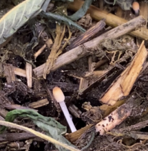 Living Soil - Das unsichtbare Team im Boden
