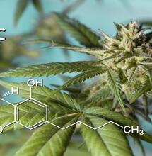 THC
