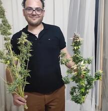 Young Italian shows his first crop of medical cannabis that he uses to treat phantom limb syndrome.