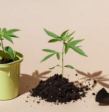 Luxembourg : détails du nouveau projet de loi sur le cannabis récréatif