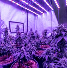 Luz, temperatura y CO2: fotosíntesis en la marihuana