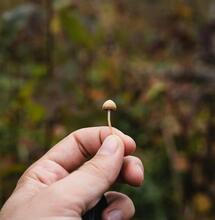 Lysohlávky jako legální medicína: Průlom v léčbě depresí v ČR