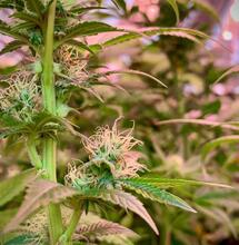 Why Grow Tents help you get great results indoors.