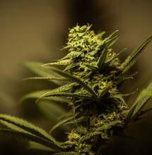 Come trovare la cannabis perfetta per ogni stato d'animo