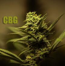 Il Cannabigerolo riduce ansia e stress, nuovo studio della Washington State University