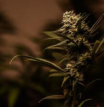 Piante di cannabis "speciali" grazie alle mutazioni
