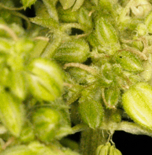 Reproducción: semillas en casa