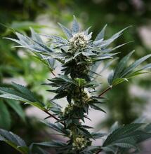 Cannabis light: stop arresti a vista, servono prove scientifiche