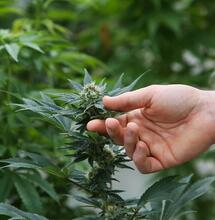 Cannabis light: inchiesta archiviata ma danni irreparabili per le aziende