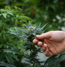 Cannabinoidi e Terpeni: l'orchestra perfetta per il tuo benessere