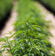 Nuova stagione per la cannabis terapeutica italiana: arrivano le infiorescenze di Tilray