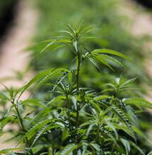 CBGA e CBDA prevengono l'infezione da Covid