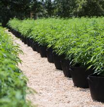 Intervista al grower Markab Mattossi