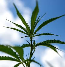Cannabis Spagna: Unidas Podemos annuncia una nuova legge