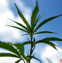 Free Growing? Anche no