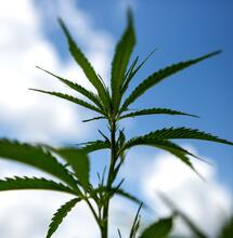 Cannabis: dove è legale nel mondo?