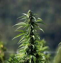 Canapa e marijuana: tutte le differenze