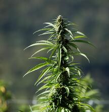 Differenze tra THC e THCA