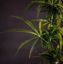 Indica vs Sativa: tutte le differenze per fare chiarezza
