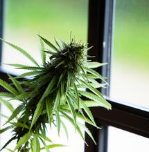 Cannabis terapeutica: si può coltivare in casa?
