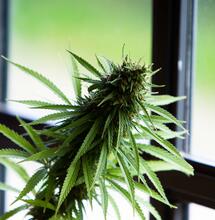 Coltivare cannabis indoor senza lampade: è possibile?