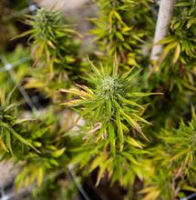 Cannabis: cosa raccontano le foglie sulla salute della pianta