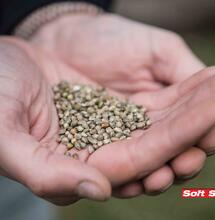 Semi di canapa. Foto Maria Novella De Luca protetta da copyright