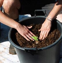 Materie prime per stimolare la coltivazione di cannabis
