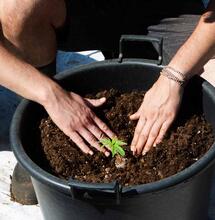 Qual è il periodo migliore per coltivare cannabis outdoor?