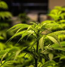 Cannabis Light, nuovi sequestri a Torino: la giustizia assolve, ma il settore rischia di paralizzarsi