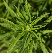 Coltivare Marijuana
