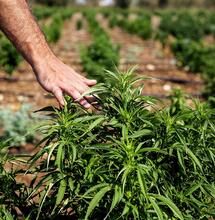 Parassiti della cannabis: come sbarazzarsene in modo biologico