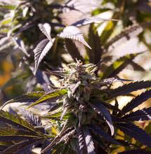 Marijuana’s Ideal Growing Environment