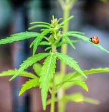 Foto Maria Novella De Luca