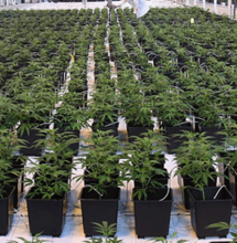 Wietexperiment zet Nederlandse markt op slot