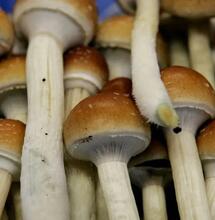 Die magischen Pilze