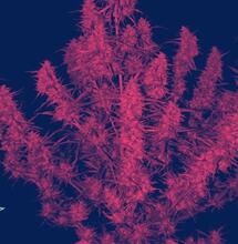 Głęboki smak limonki i ładny pierścień oleju tworzący się ku dołowi skręta w miarę spalania się i popielenia jointa.