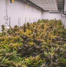 Malta - Legalisierung “funktioniert”