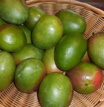 Les nombreuses utilisations du Myrcène