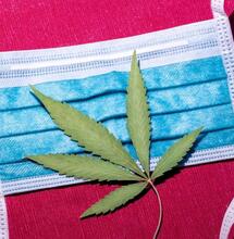 Marihuana i COVID-19